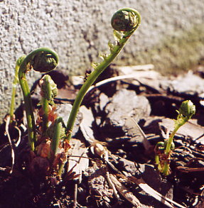 [fiddleheads]