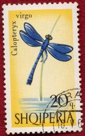 [Shqiperia - Calopteryx virgo - 20q.]